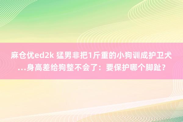 麻仓优ed2k 猛男非把1斤重的小狗训成护卫犬…身高差给狗整不会了：要保护哪个脚趾？