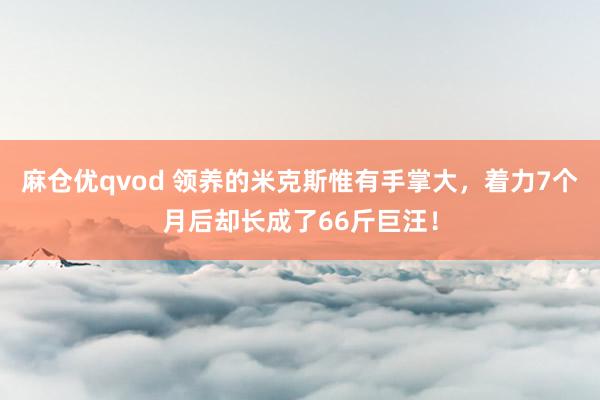 麻仓优qvod 领养的米克斯惟有手掌大，着力7个月后却长成了66斤巨汪！